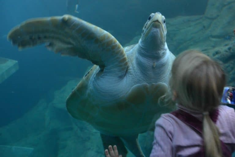 Visiting the National Marine Aquarium, Plymouth