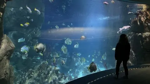 Silhouette of a child stood in front of aquarium