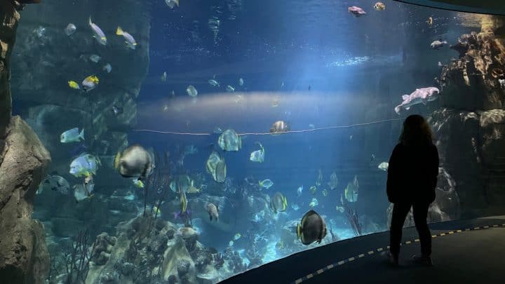 National Marine Aquarium, Plymouth