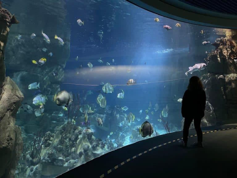 Silhouette of a child stood in front of aquarium
