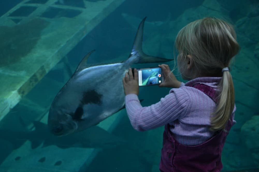 Child using smartphone to photograph a fish in aquarium