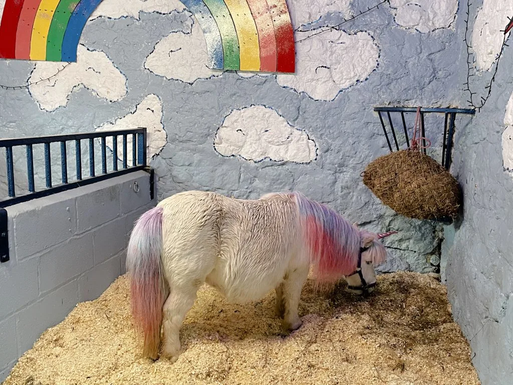 Miniature pony dressed as a unicorn in a brightly coloured stable