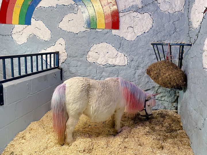 Visiting the Miniature Pony Centre in Dartmoor