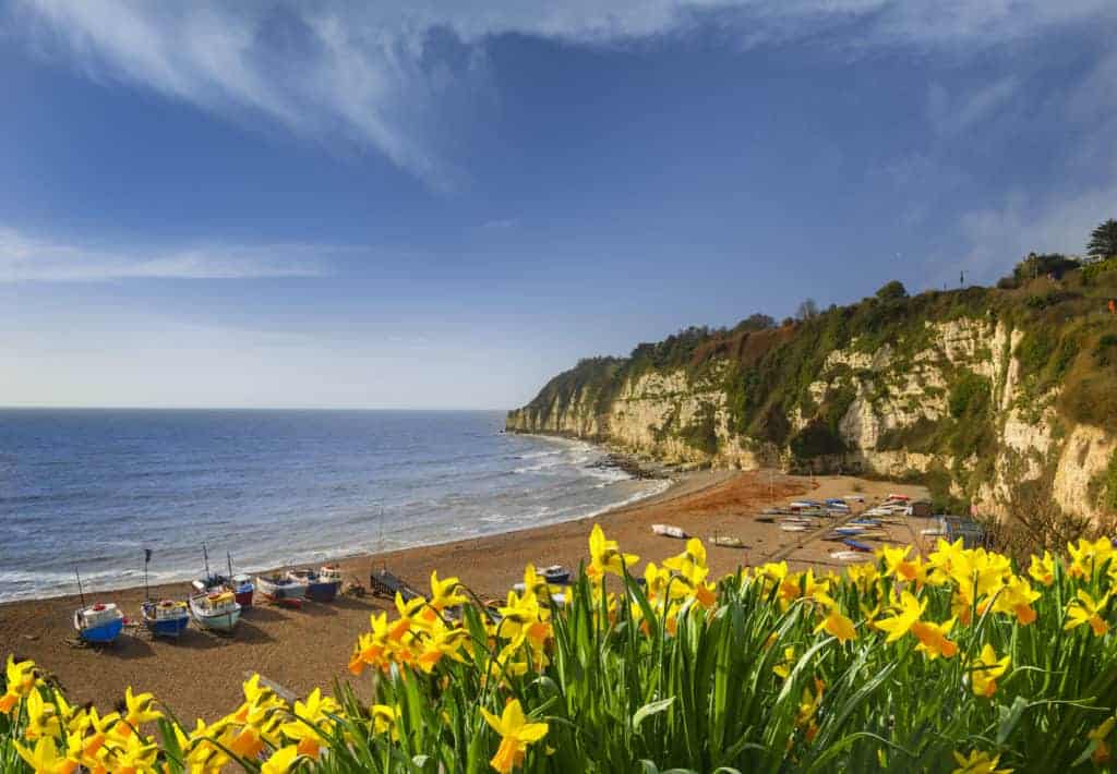 Daffodils by Beer Beach in Devon