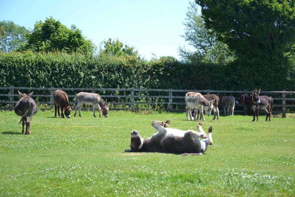 Donkeys in grassy field at The Donkey Sanctuary in Sidmouth Devon