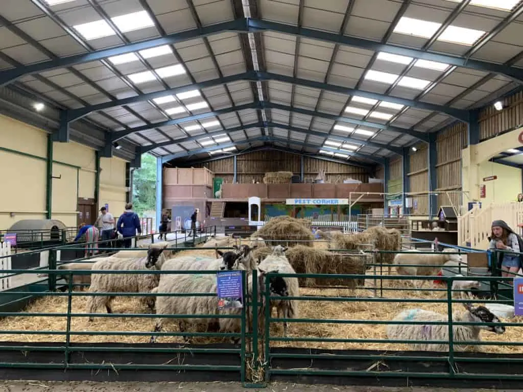 Sheep shed at The Big Sheep theme park in North Devon