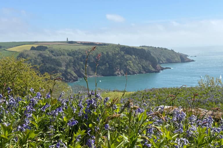 Bluebells on Gallants Bower overlooking the mouth of the River Dart in Dartmouth, South Devon
