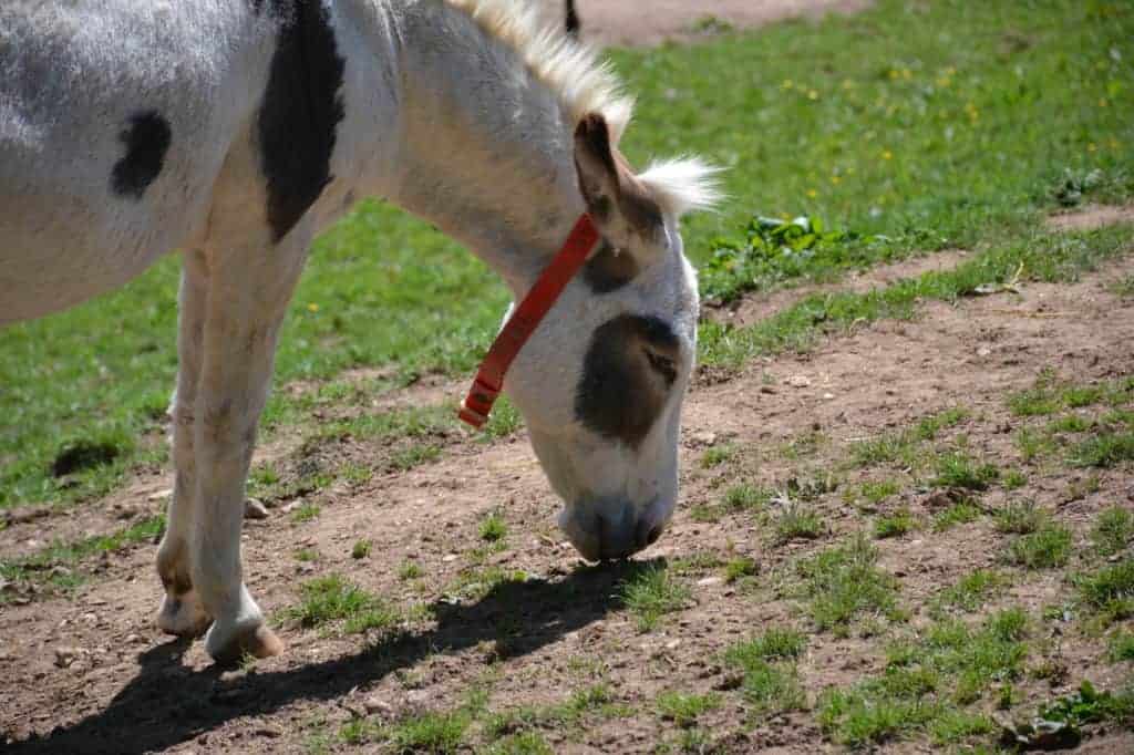 Donkey at the Donkey Sanctuary in Sidmouth -a place to visit in East Devon