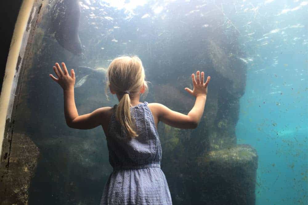Child looking into seal tank at Living Coasts aquarium in Torquay, South Devon