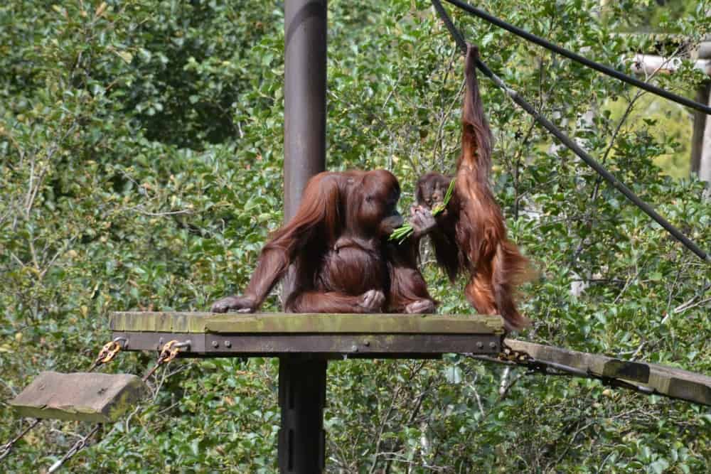 Orangutans at Paignton Zoo