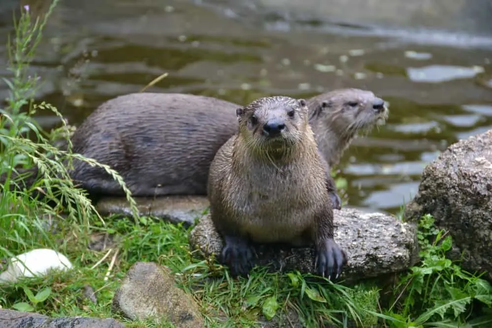 Pair of otters by pool at Dartmoor Otters and Butterflies Sanctuary