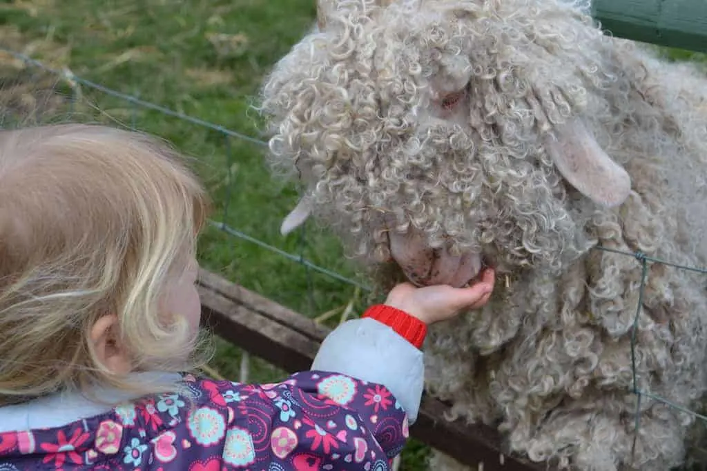 Child feeding sheet at Totnes Rare Breeds Farm