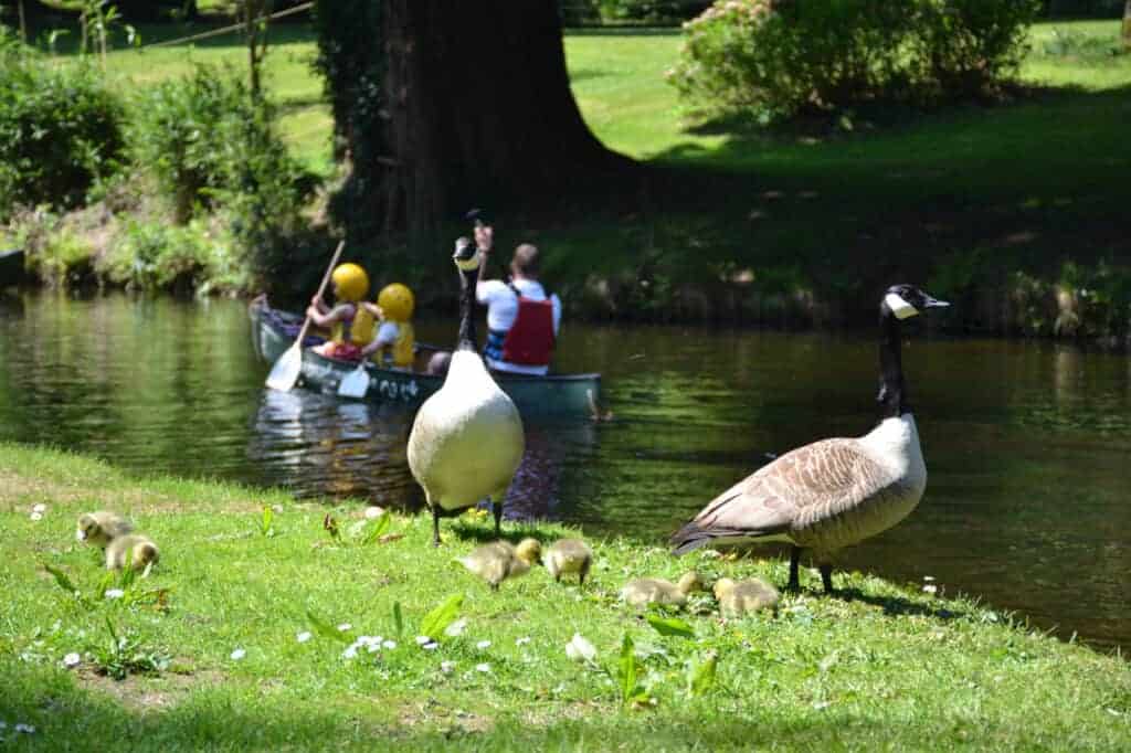 Geese family beside Canoe lake at River Dart Country Park near Ashburton