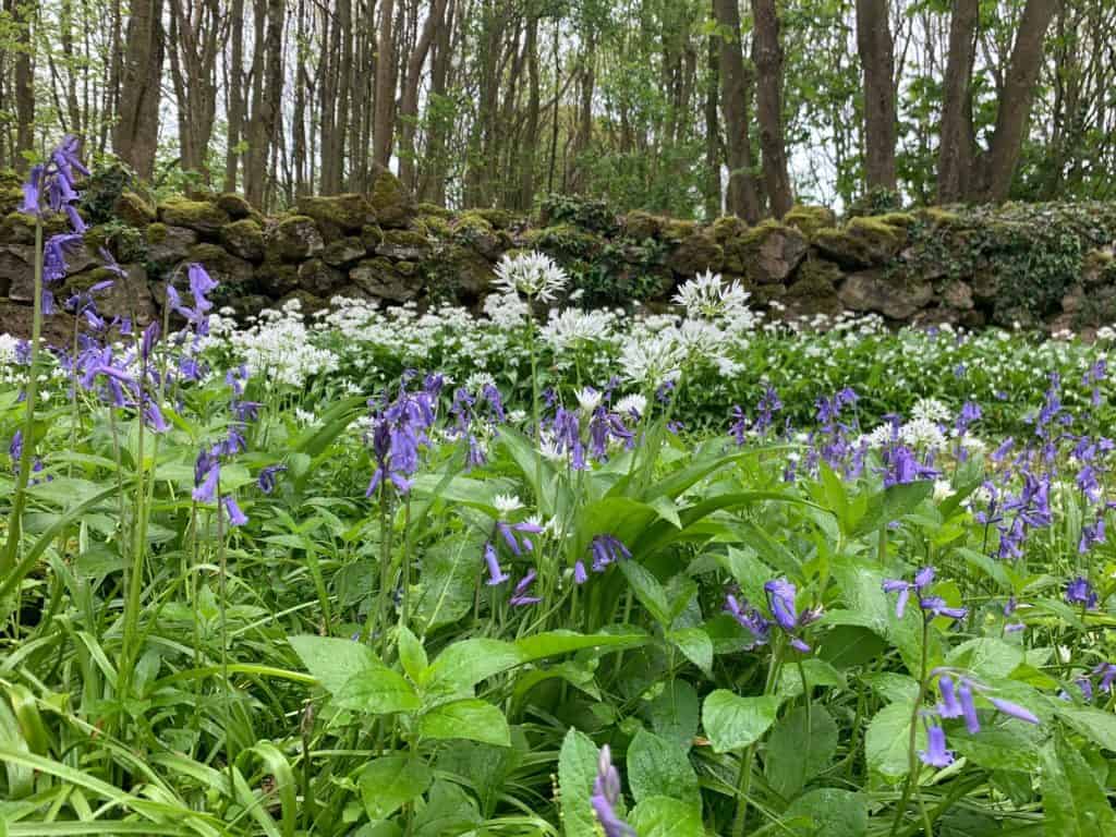 Bluebells in woodland at Dornafield campsite in Devon