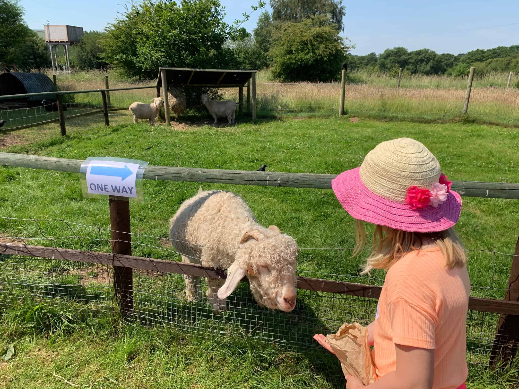 Child feeding Angora Goat at Totnes Rare Breeds Farm