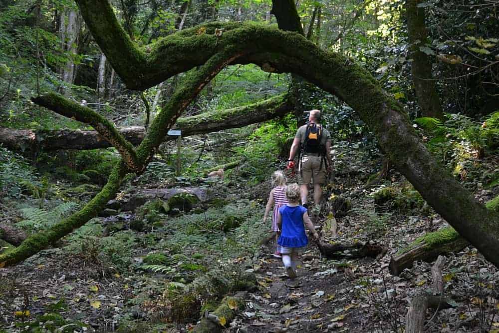 Family walking through the Fern Gardens at Canonteign Falls - a Dartmoor walk with kids