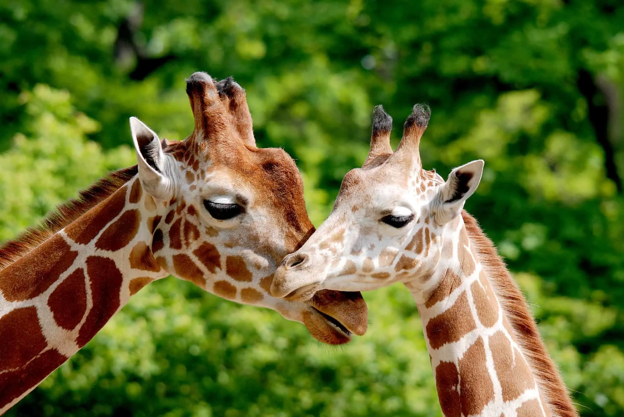 Giraffes duge noses at zoo