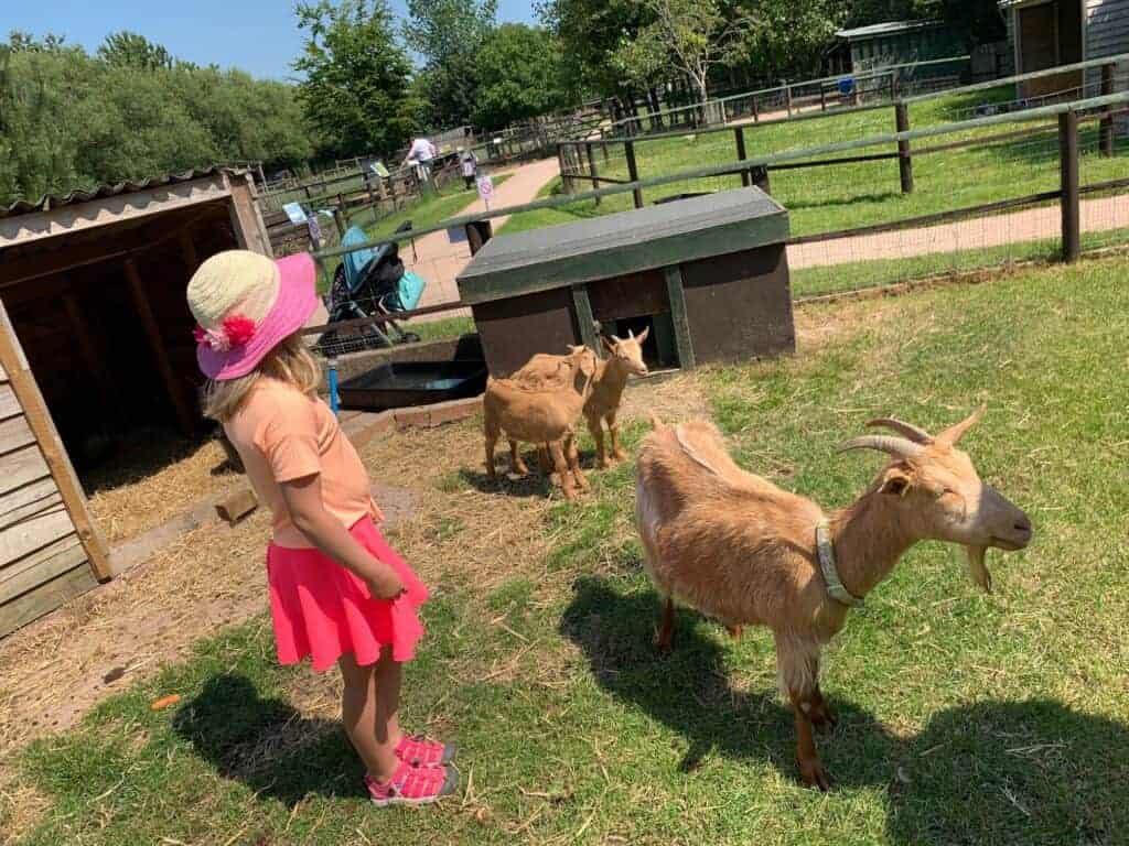 Child standing in goat enclosure at Totnes Rare Breeds Farm in South Devon