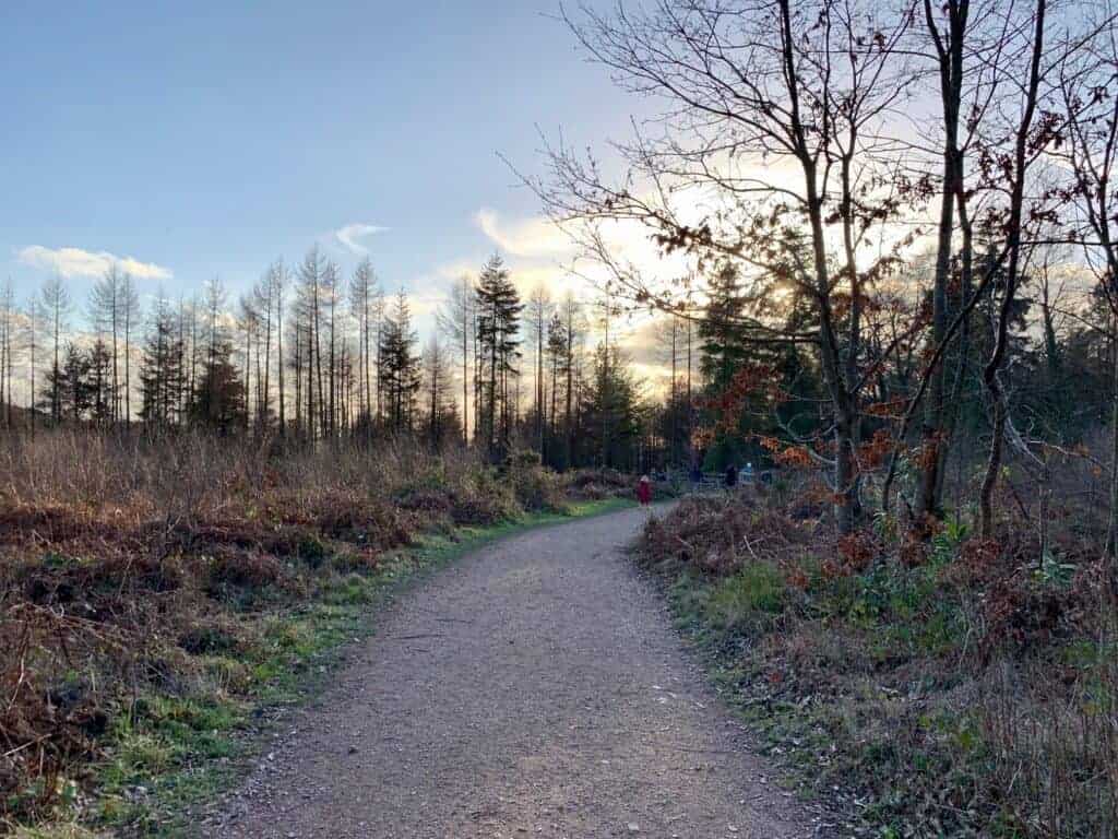 Discovery trail at Haldon Forest Park near Exeter