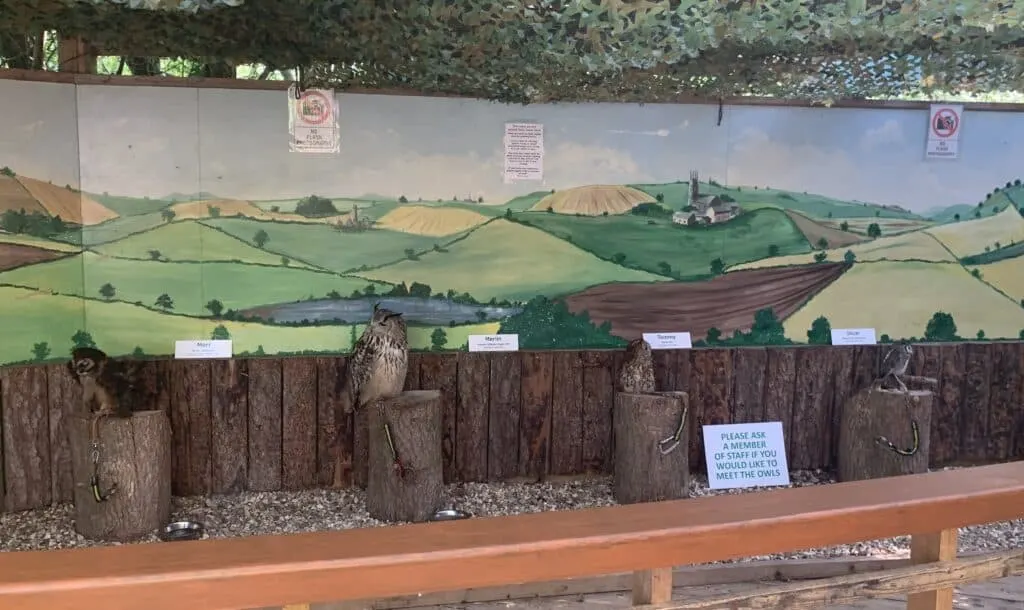 Rescue owls at farm