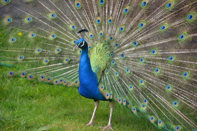 Peacock showing tail feathers at Wildwood Escot Devon zoo and wildlife park