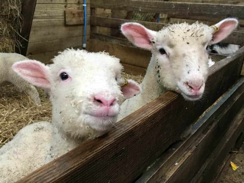 Visiting the lambs at Pennywell Farm - one of the many things to do in Dartmoor