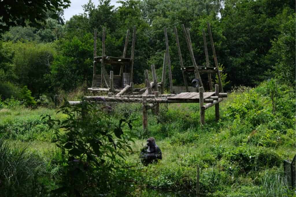 Gorilla in leafy enclosure with climbing frame