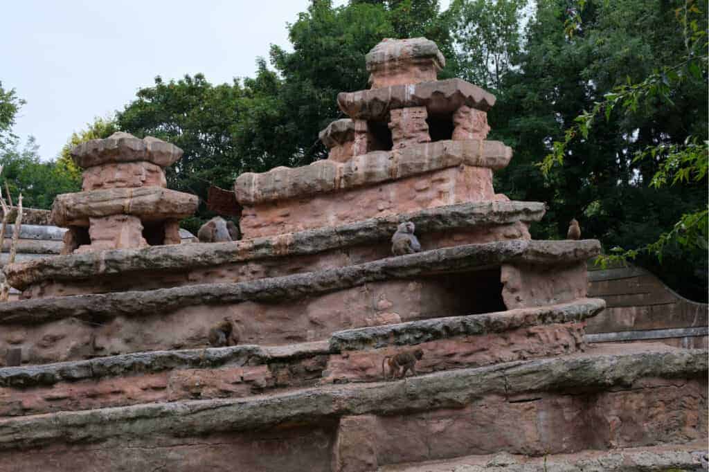 Baboons on baboon rock enclosure at Paignton Zoo in South Devon