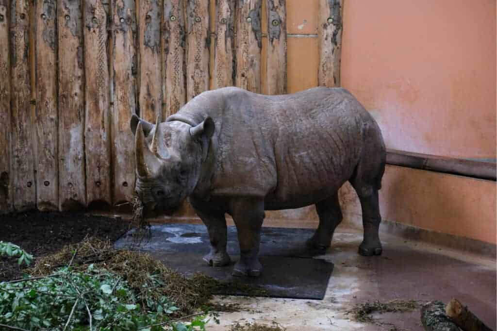 Black rhino in zoo enclosure