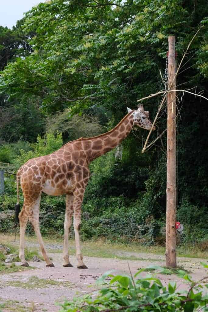 Giraffe eating outside at zoo