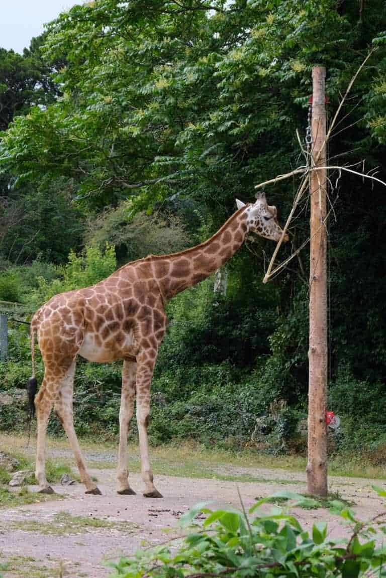 Paignton Zoo in South Devon - all you need to know - Devon with Kids