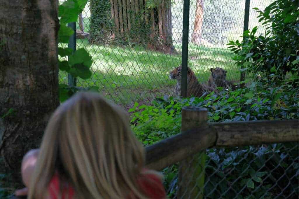 Child looking at tigers at Paignton Zoo