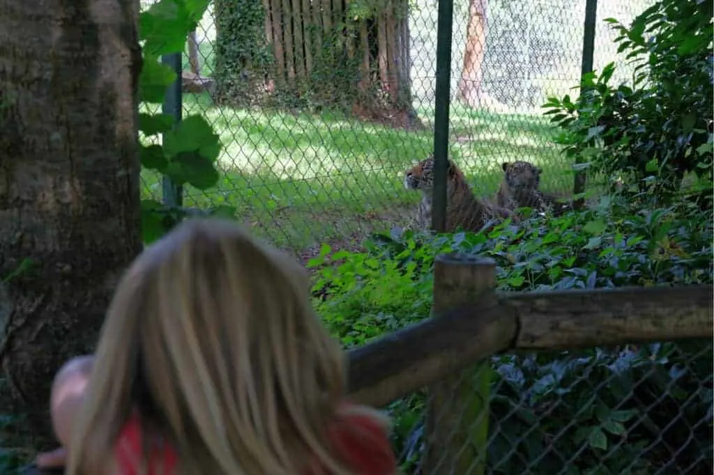 Child looking at tigers at Paignton Zoo