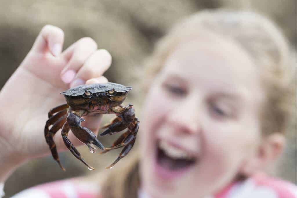 Girl crabbing in Devon