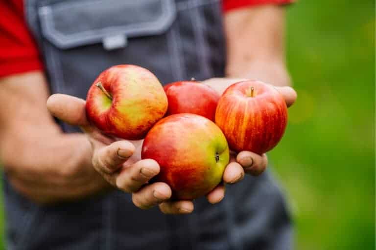 Farmer's hands holding freshly harvested apples.