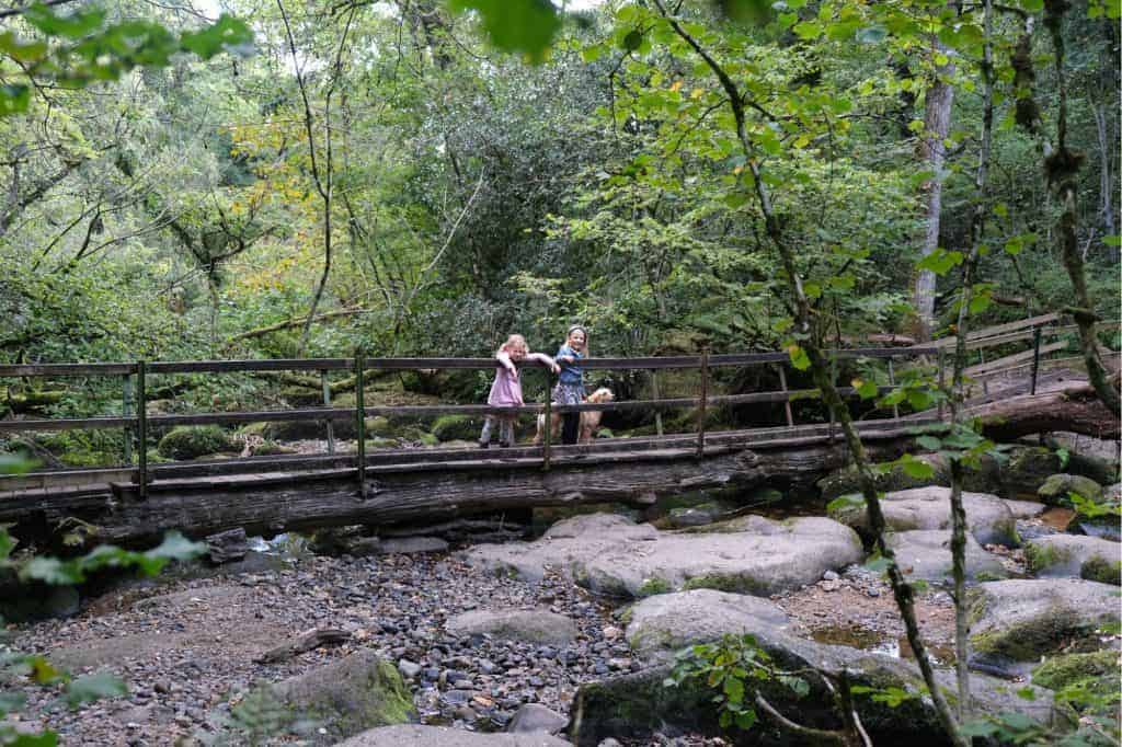 Children and dog stood on log bridge over river in woodlands