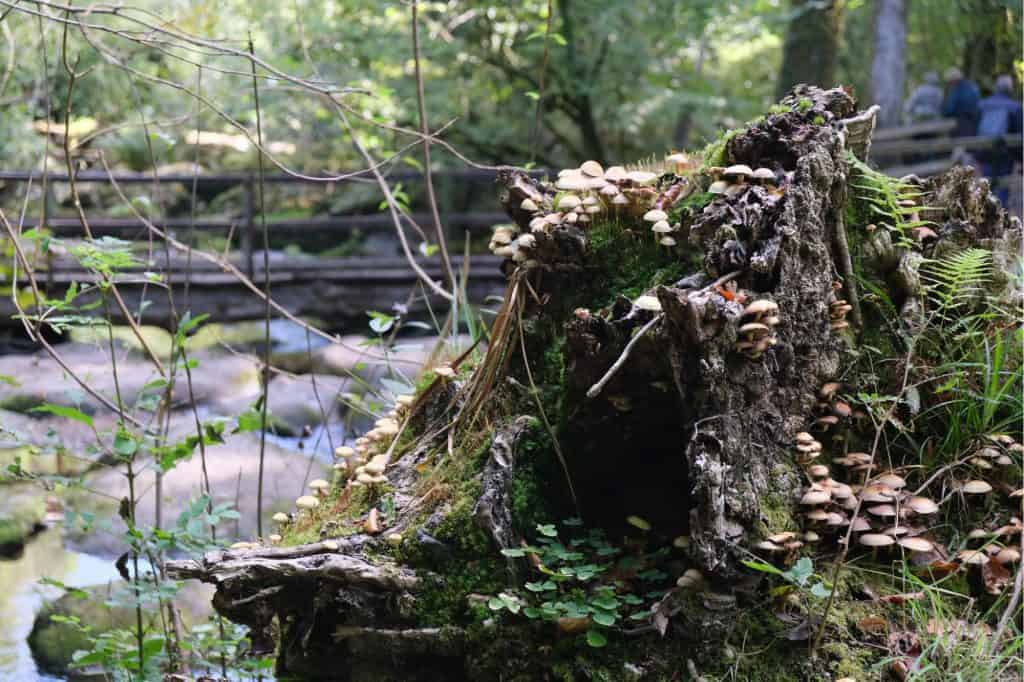 Fungi growing on log in the forest