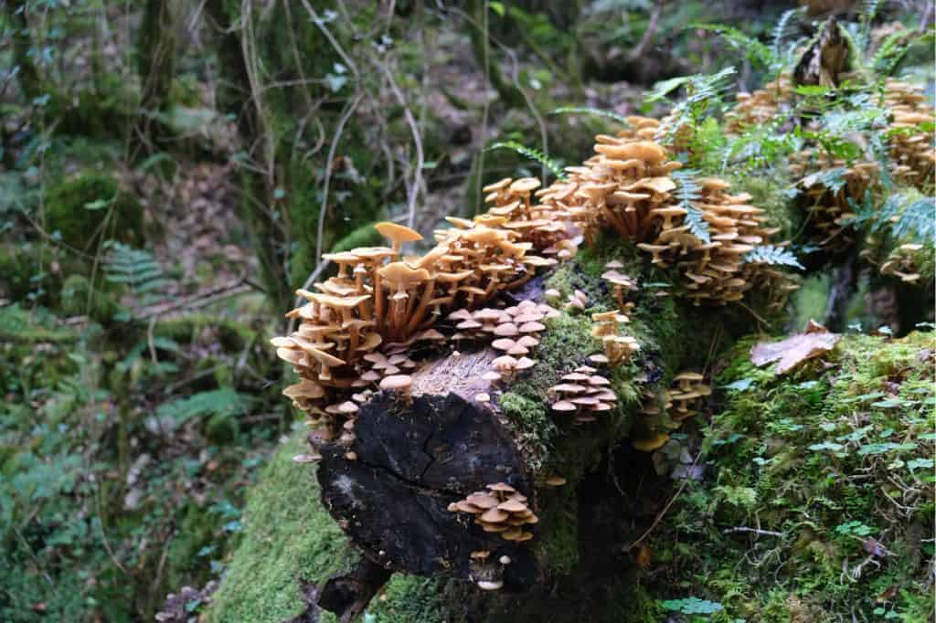 Fungi growing on log in the forest