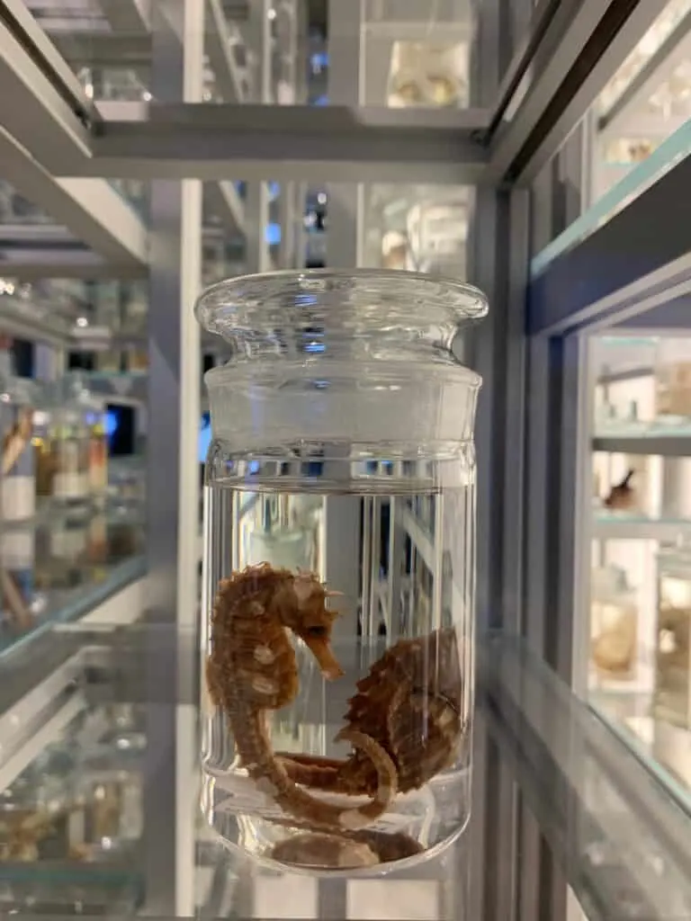 Pickled seahorses in a jar