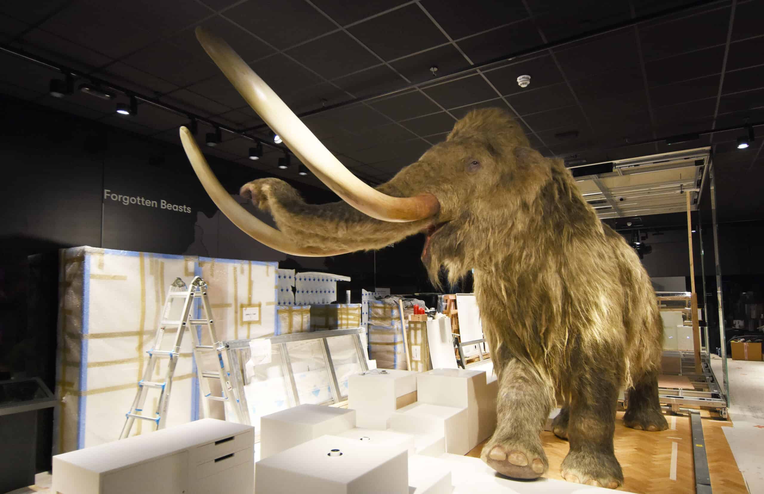 Wooly Mammoth at The Box - picture by Wayne Perry
