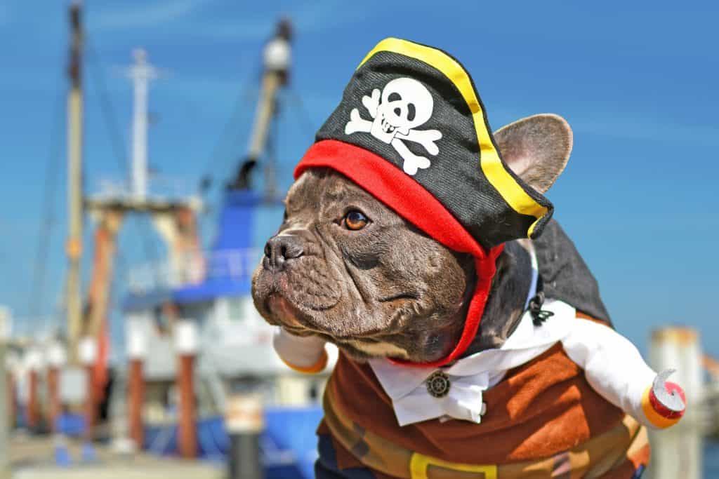 French Bulldog dog dressed up in pirate costume with hat and hook arm