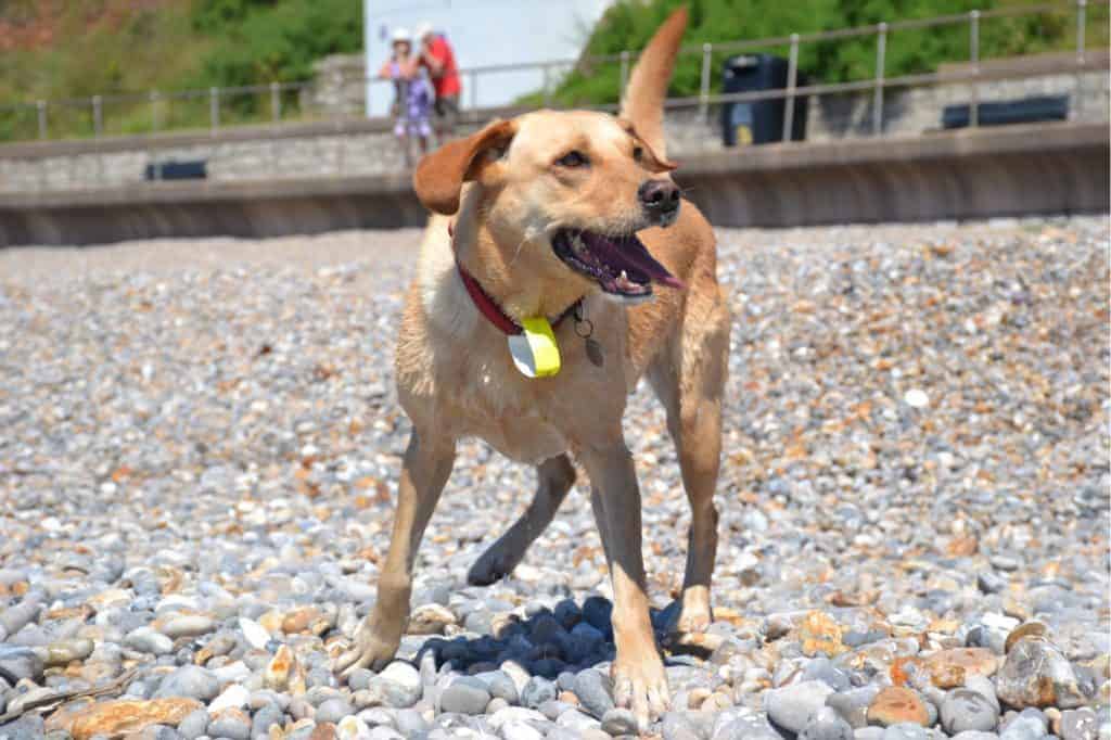 Dog on Seaton Beach