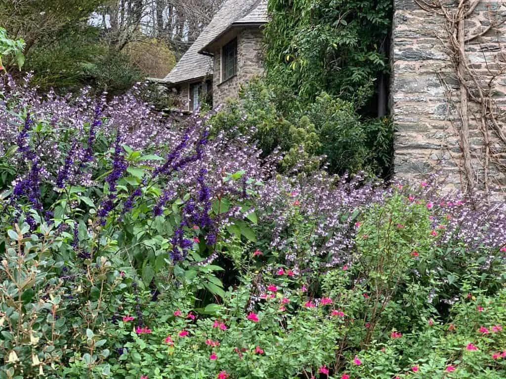 Flowers in bloom outside Coleton Fishacre house