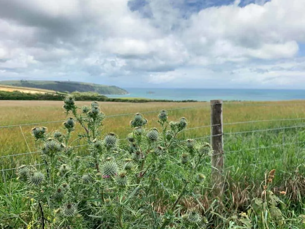 View of Little Dartmouth south west coast path