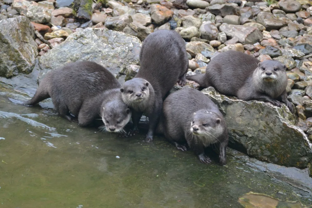 Otter family at Wildwood Escot