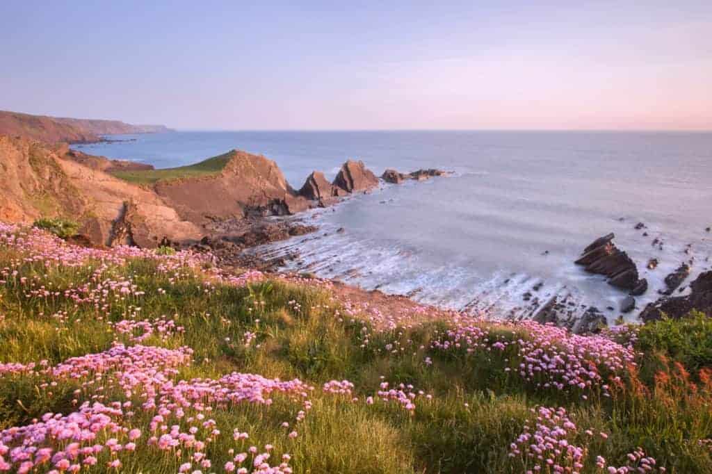 View of flowers at Hartland Point in Spring