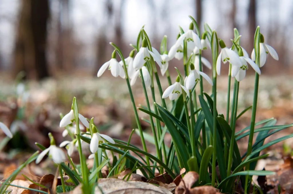 Close up of a snowdrops in a sunny day.