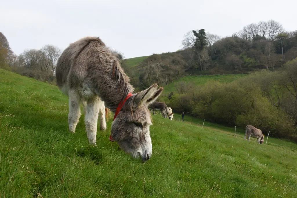Donkey at the Donkey Sanctuary in Sidmouth
