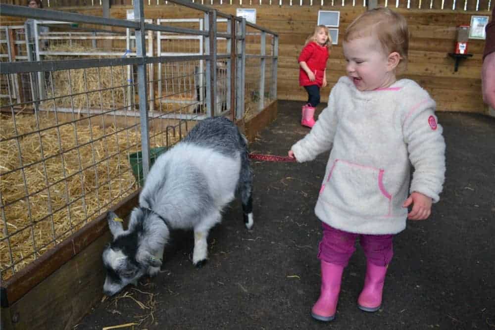 Toddler taking goat for a walk at World of Country Life