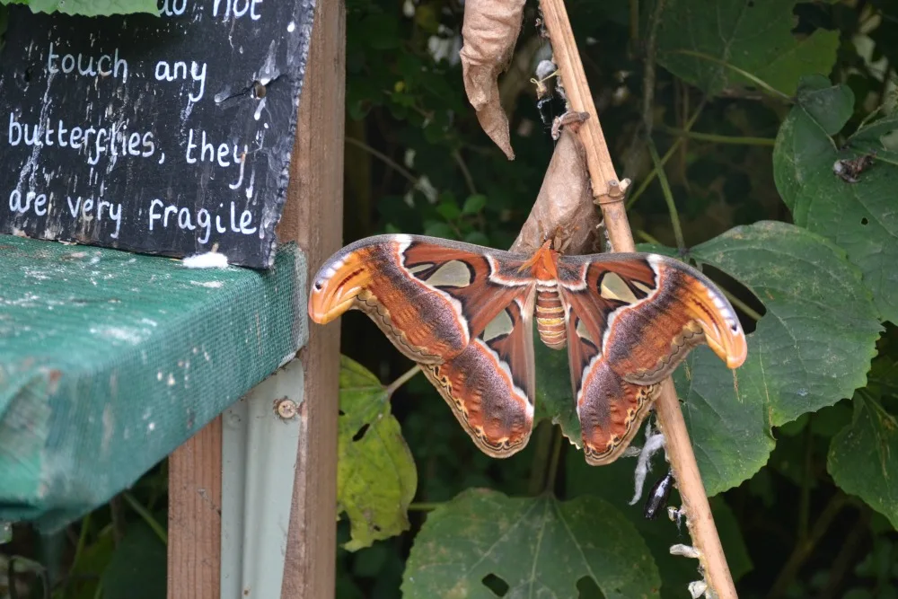 Atlas Moth